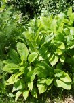 jeunes pieds de cardère poilue (Dipsacus pillosus) d'où émerge un pied de cardère à foulon (Dipsacus fullonum)