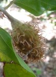 faine (fruit du hêtre, début aout)