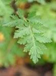 grand camomille (Tanacetum parthenium) : détail du feuillage
