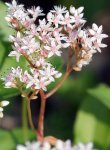 orpin blanc (Sedum album)