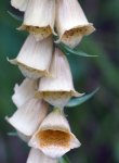 digitale jaune (Digitalis lutea)