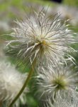 anémone pulsatille (Anemone pulsatilla) en fruits