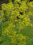 wède ou pastel en floraison (Isatis tinctoria)