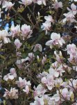 magnolia (Magnolia × soulangeana) : floraison
