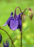 ancolie (Aquilegia vulgaris)