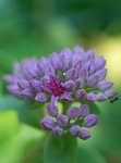 grand orpin (Sedum telephium)