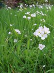 cardamine des prés (Cardamine pratensis)