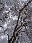 saule pleureur (Salix babylonica)