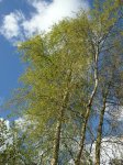 bouleau (Betula pendula) en fleurs