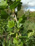 nouaison du groseillier à maquereau (Ribes uva-crispa)