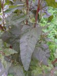 pied d'arroche des jardins (Atriplex hortensis), variété rouge