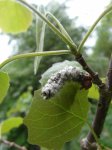 fructification de peuplier tremble (Populus tremula)