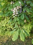 marronnier en fleur (Aesculus hippocastaneum)