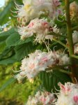 inflorescence de marronnier (Aesculus hippocastaneum), début mai