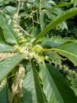 fleurs mâles et femelles de châtaignier
