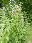 eupatoire chanvrine