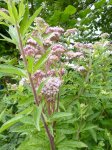 eupatoire chanvrine (fin juillet)
