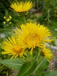 fleurs d'aunée (Inula helenium), juillet)