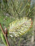 saule pourpre (Salix purpurea)