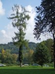 mélèze Larix decidua