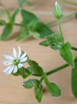 mouron des oiseaux (Stellaria media)