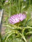 chardon Marie (Silybum marianum)