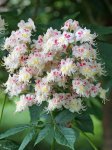 marronnier en floraison (Aesculus hippocastaneum)