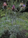 cardon en pleine floraison (Cynara cardunculus)
