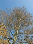 aulne de Corse (Alnus cordata) en floraison
