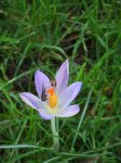 crocus