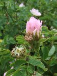 bouton d'églantine (27 mai 2009)