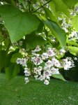 catalpa (Catalpa bignonioides)