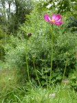 cosmos (Cosmos bipinnatus)