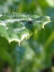 feuille de chardon-Marie (Silybum marianum)