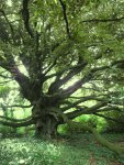 hêtre (Fagus sylvatica)
