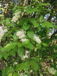merisier à grappes (Prunus padus) en fleurs