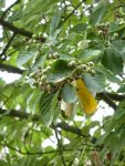 allouchier (Sorbus aria) en début de fructification (début aout)
