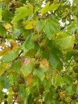 platane en fruit (octobre)