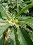 fleurs mâles et femelles de châtaignier