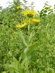 aunée en fleur (Inula helenium), juillet)