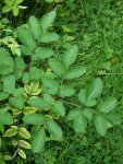 angélique des bois (Angelica sylvestris)