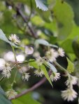 inflorescence femelle du houblon (Humulus lupulus)