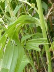 attaque de larves de tenthrèdes sur sceau de Salomon (Polygonatum multiflorum)