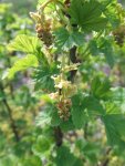 groseillier en floraison (Ribes rubrum)