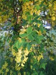 cytise (Laburnum anagyroides)