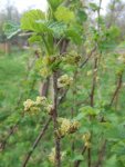 groseillier en fleurs (Ribes rubrum)