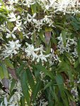 Clematis armandii en floraison