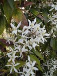 Clematis armandii en floraison