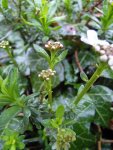 ibéris (Iberis sempervirens)