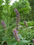 agastache fenouil (Agastache foeniculum) : fin de floraison